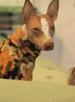 lol-dog.gif