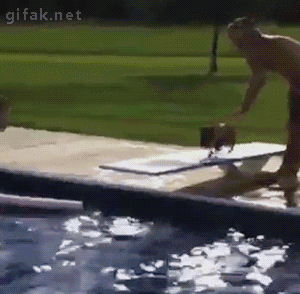 Doggy-Diver.gif