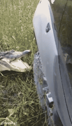 tumblr_norhy8Oj3p1s2yegdo2_400.gif