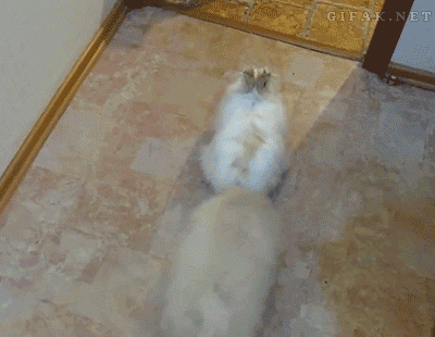 pup.gif