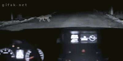 tumblr_n4jl4ckPjU1s2yegdo1_400.gif