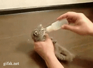 post-3-13432890195643.gif