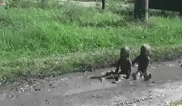 3019084_original.gif
