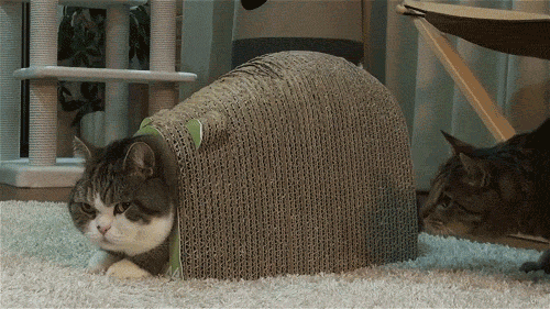 111111111.gif
