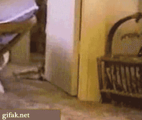 5468159_original.gif