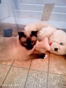 teleport_cat.gif