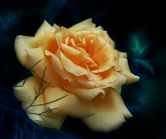 61470804_Yellow_by_Callu.jpg