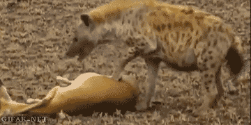 tumblr_n6nmxbY20M1s2yegdo1_400.gif
