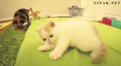 Kitten.gif
