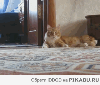 6779f0.gif