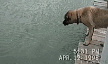 dog_fish_gif.gif
