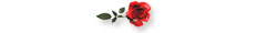 red_rose.jpg