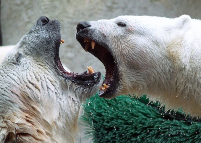 zoo_animals_captured_at_the_right_moment_04.jpg