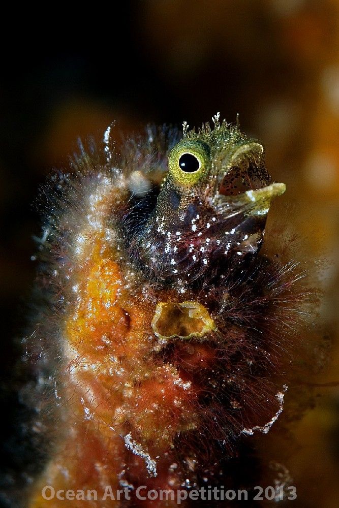 compactmacro_abimaelmarquez_secretaryblenny.jpg