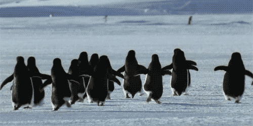 2bff008fc80288cff95b3c92316d6b8b.gif