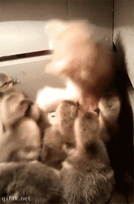 db4da1863e9ab8c55c309898f805af05.gif