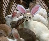 th_funny-pictures-cat-disguised-rabbit.jpg
