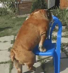 Funny+dog.gif