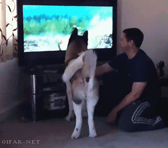 tumblr_n6hljj4DXp1s2yegdo1_400.gif
