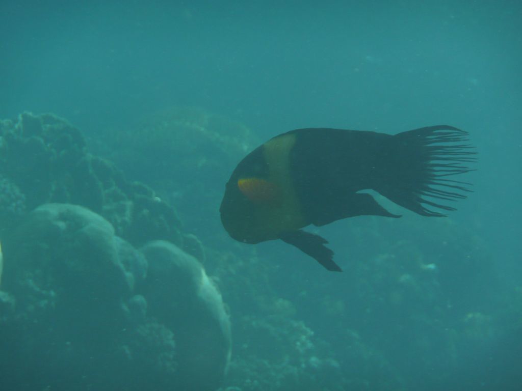 s-1250.JPG