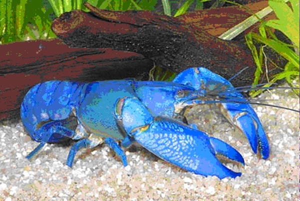 BLUEMAR.jpg