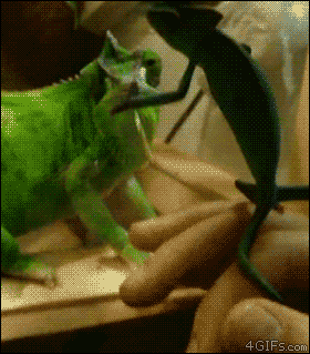 friends+fyl.gif