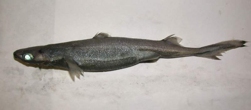 Etmopterus_spinax_Sardinia.jpg