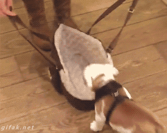 tumblr_nkoofruXwd1s2yegdo1_400.gif