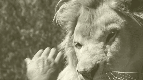 gifs_21.gif