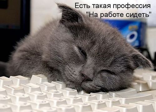 rabotacats.jpg