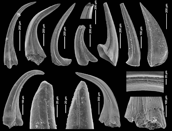 conodont.jpg