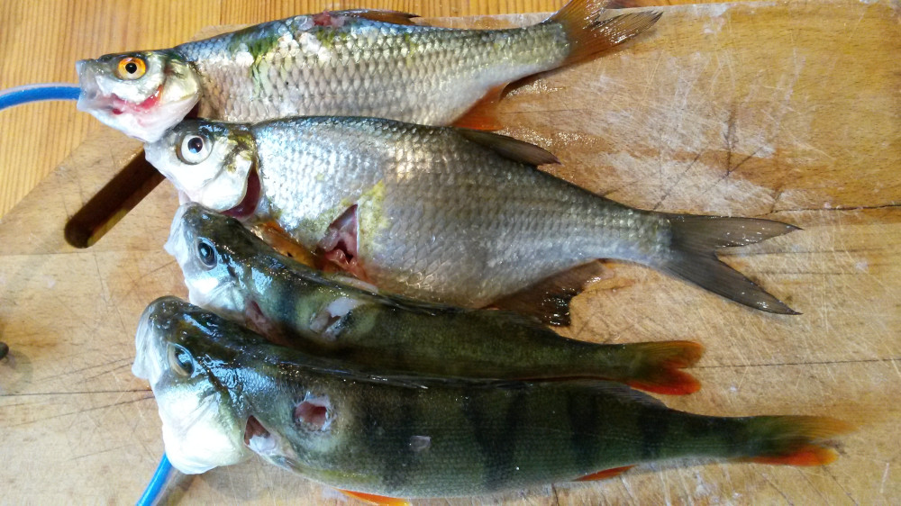 95318_1000.jpg