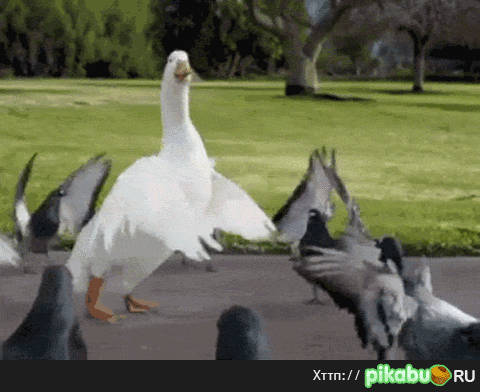 tne.gif