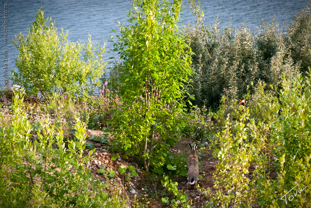 125401_original.jpg
