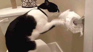 gifs_04.gif