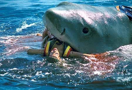 Totally-Fake-Shark-Attack-jaws-2082557-450-307.jpg