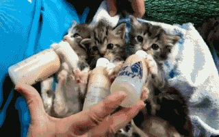 12112.gif