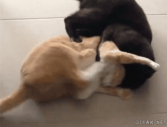 tumblr_n9h9m0pFlj1s2yegdo1_400.gif