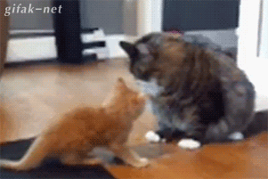 tumblr_nkklgaefbB1s2yegdo1_400.gif