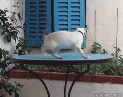 tumblr_mrw1dbacOb1s2yegdo1_400.gif
