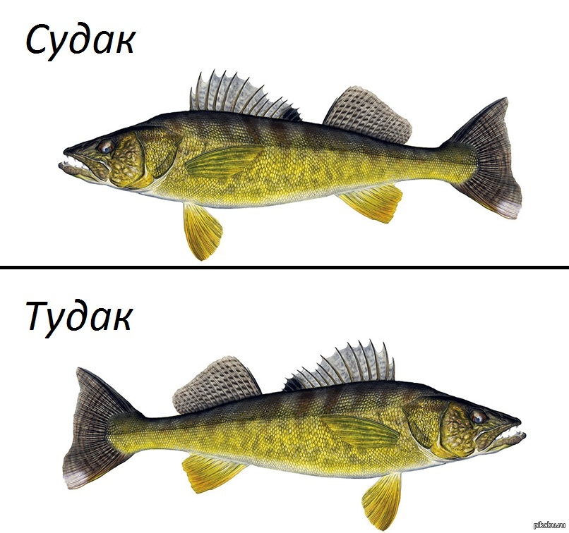 1428173565_2090133367.jpg