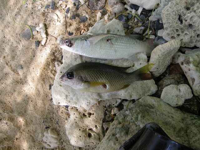 P4200862.JPG