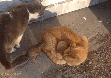 tumblr_nckfs2uS9n1s2yegdo1_400.gif