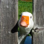 hu0dbw4pEXHdQTZQ848fSf60I7_nebXf-p9oaeC9Okk=s180-no
