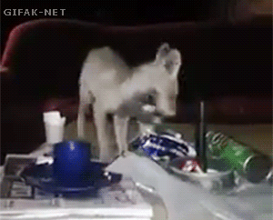 tumblr_n9hf5q24Dp1s2yegdo1_400.gif
