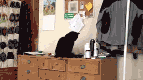 3mZLr.gif