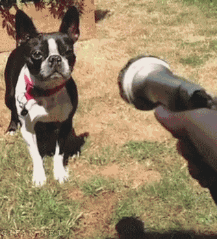 Thirsty_Dog.gif